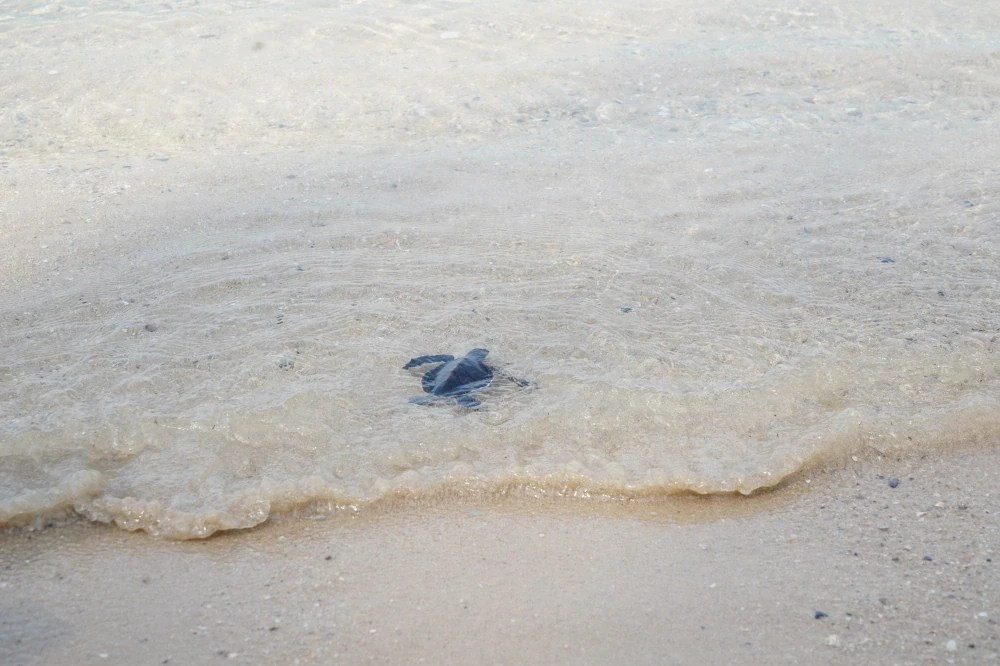 Super Turtle Public Company Limited Continues Supporting Sea Turtle ...